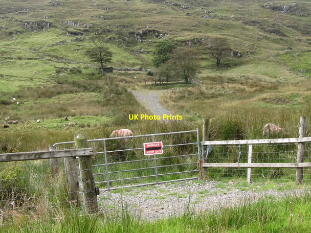 Photo 6"x4" Sheep grazing on the lower slopes of Legananny Mountain Finnis c2011