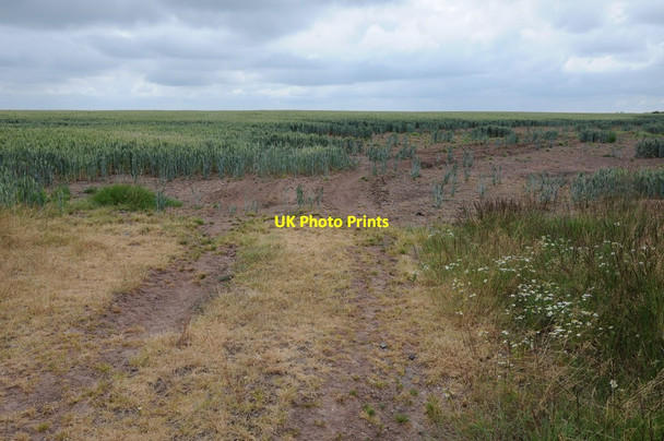 Photo 6"x4" Wheatfield near Urishay Common Hinton\/SO3338 c2013