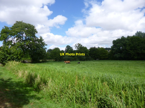 Photo 6"x4" St Cross, cattle grazing Winchester c2013