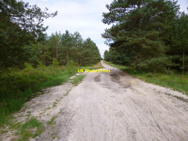 Photo 6"x4" Ashley Heath, forestry road Ebblake c2013
