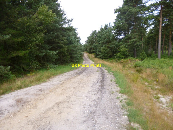 Photo 6"x4" Ashley Heath, forestry road Ebblake c2013