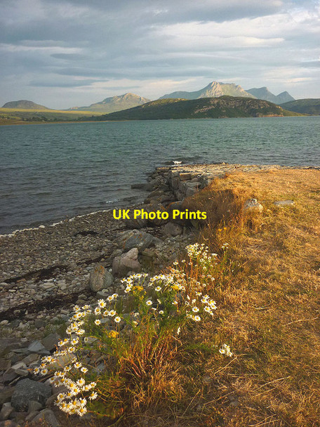 Photo 6"x4" Daisies on the old pier, Kyle of Tongue causeway Achuvoldrach c2013