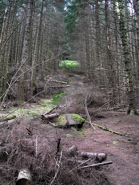 Photo 6"x4" Strathyre Forest Strathyre\/NN5617 c2008