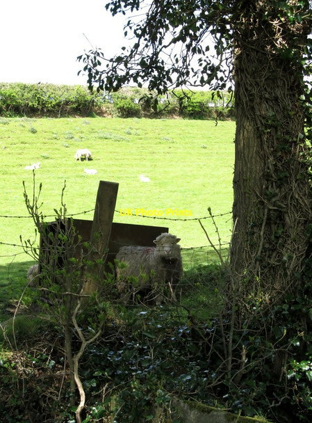 Photo 6"x4" Grazing sheep in a field west of Carrowbane Road Kingsmills c2012