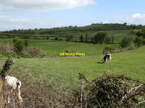 Photo 6"x4" Grazing land north of Fort Road Belleek\/H9827 c2012