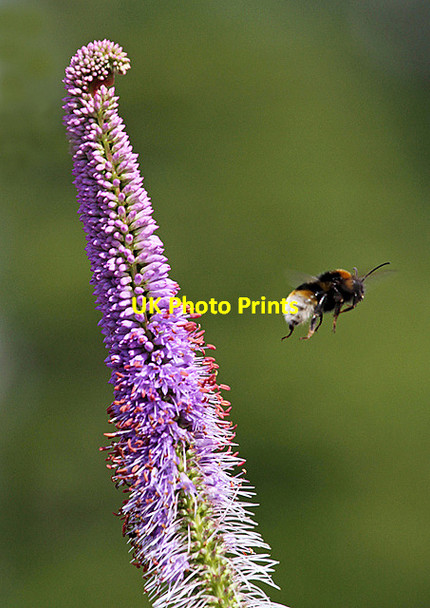 Photo 6"x4" Making a bee-line for another flower Kelso c2013