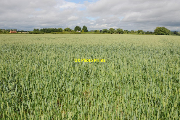 Photo 6"x4" Wheatfield near Lower Hook Duckswich c2013