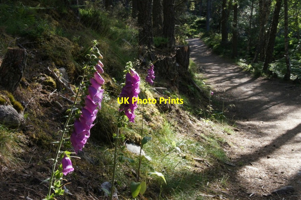 Photo 6"x4" Foxgloves beside the path around Loch an Eilein Doune\/NH8809 c2013