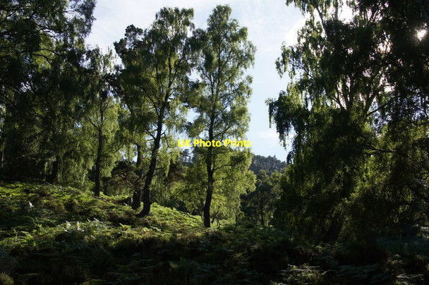 Photo 6"x4" Woodland at the west end of Loch an Eilein Doune\/NH8809 c2013