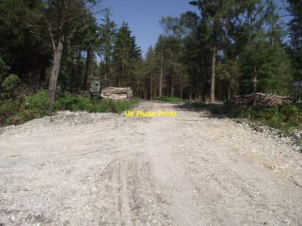 Photo 6"x4" Logging on Harcombe hill plantation Harcombe\/SY1590 c2013