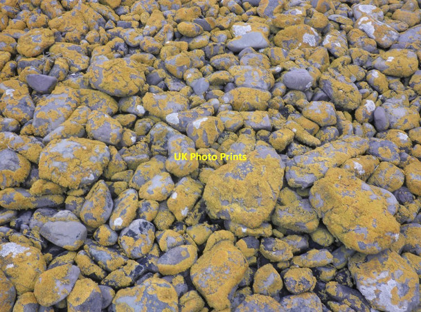 Photo 6"x4" Lichen covered pebbles, on the 'Gore' Porlock Weir c2013