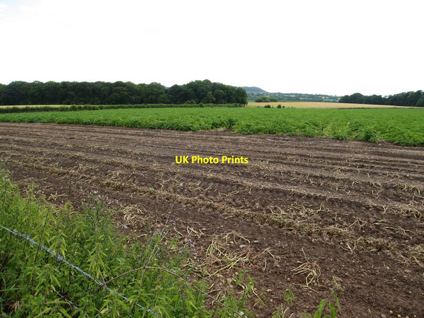 Photo 6"x4" Partially harvested potato crop Aston\/SJ5578 c2013