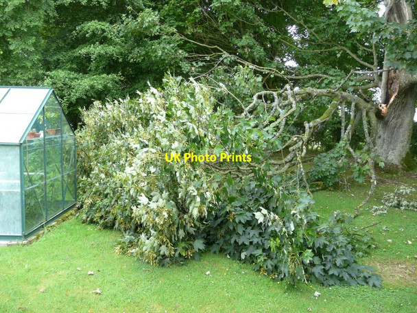 Photo 6"x4" Storm damage in the garden of Winterdown Cottage Ridge Row c2013