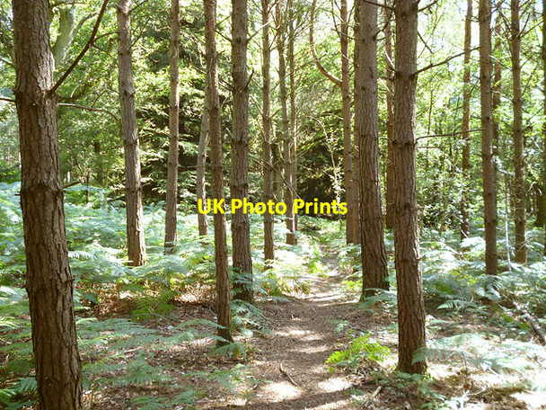 Photo 6"x4" Pines and bracken, St. Leonard's Forest Coolhurst Wood\/TQ2029 c2013