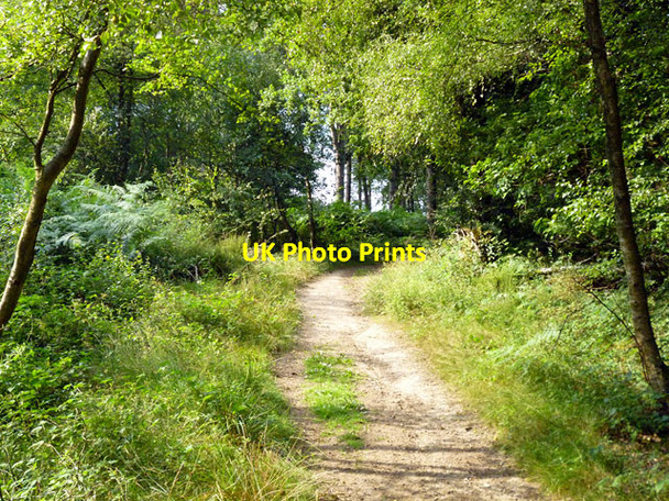 Photo 6"x4" Path, St. Leonard's Forest Coolhurst Wood\/TQ2029 c2013