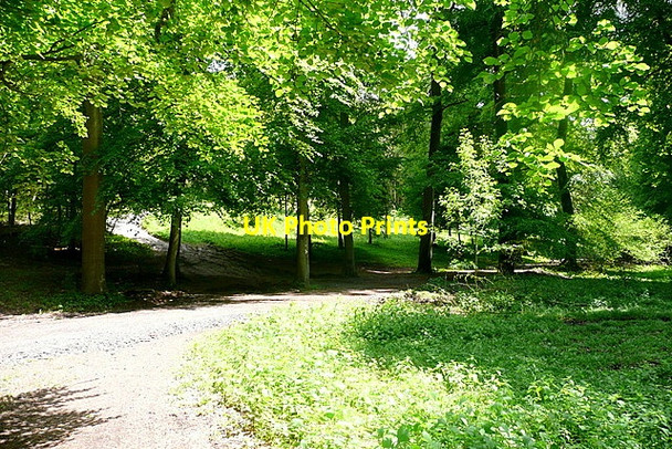 Photo 6"x4" Track junction in Great Wood Fawley\/SU7586 c2013