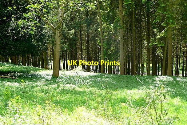 Photo 6"x4" In Great Wood Fawley\/SU7586 c2013