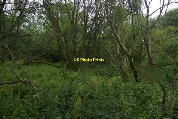 Photo 6"x4" Carr woodland, Monk Myre Coupar Angus c2013