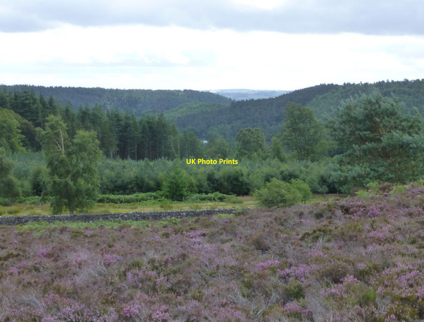 Photo 6"x4" On Crocky's Heugh Rothbury c2013