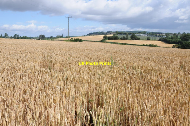 Photo 6"x4" Field of wheat above Gamber Head Wormelow Tump c2013