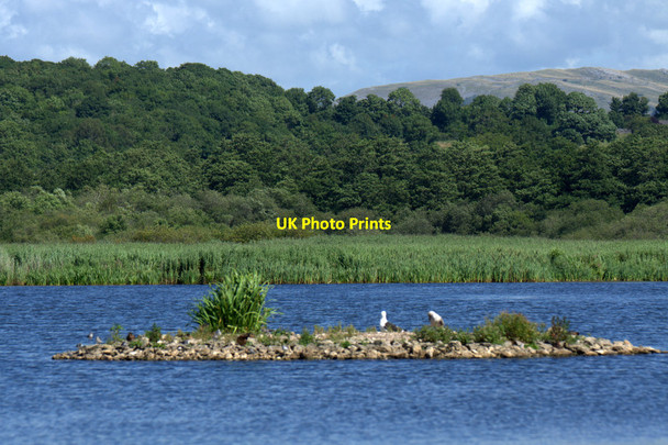 Photo 6"x4" Island in front of the Public Hide at Leighton Moss Red Bridge c2013