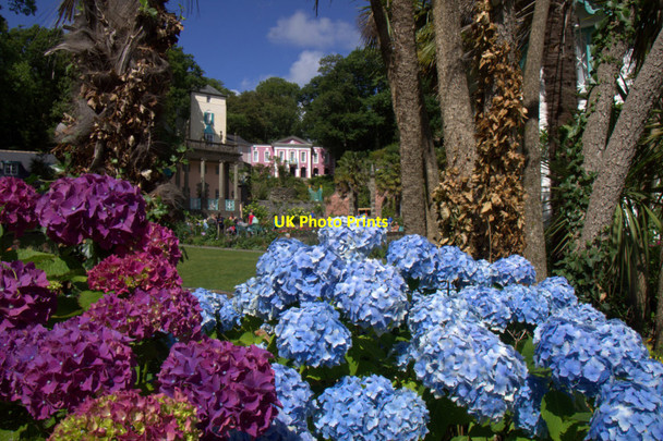 Photo 6"x4" Hydrangeas, Portmeirion Porthmadog c2013