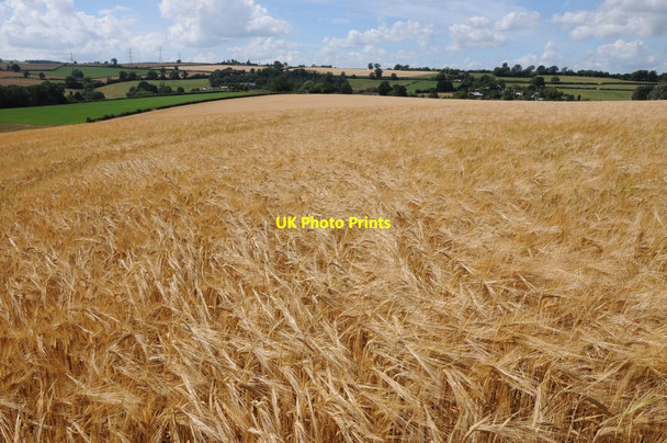 Photo 6"x4" Field of barley at Llangarron Llangarron c2013