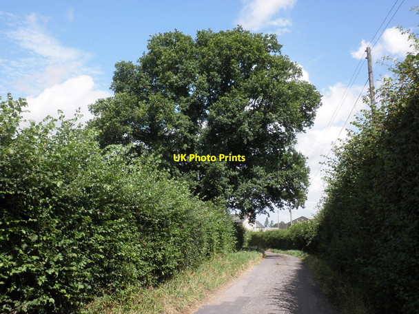 Photo 6"x4" Woodram Lane Woodram c2013