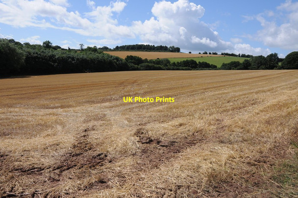 Photo 6"x4" Stubble field near St Weonards St Weonards c2013
