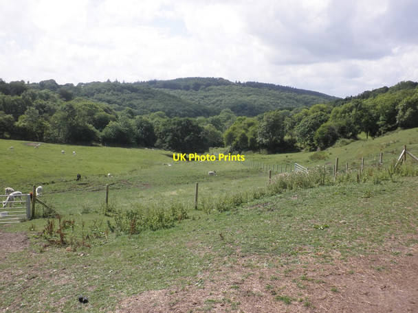 Photo 6"x4" Alpaca farm, Feltham Feltham\/ST2317 c2013