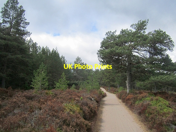 Photo 6"x4" Path, Rothiemurchus Coylumbridge c2013