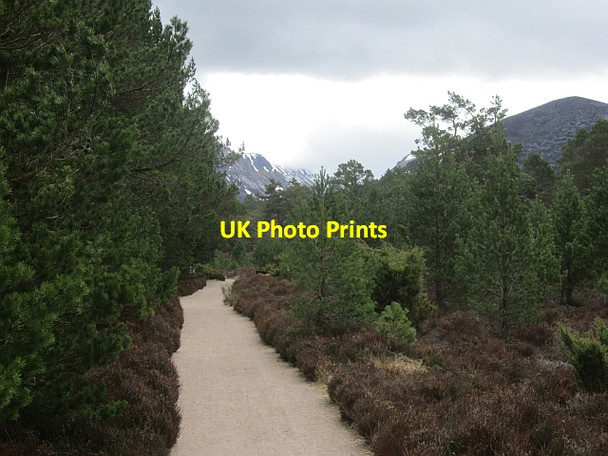 Photo 6"x4" Larig Ghru path Coylumbridge c2013
