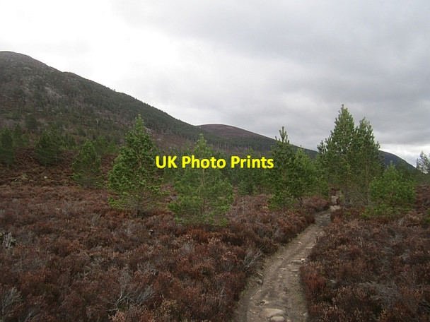 Photo 6"x4" Rothiemurchus to Inshriach path Doune\/NH8809 c2013