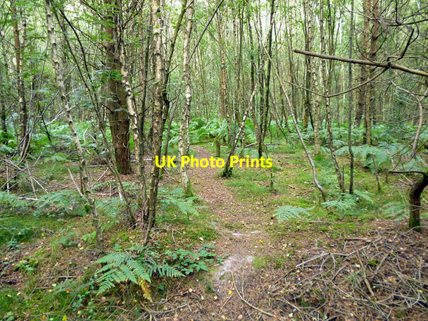 Photo 6"x4" Path, Tilgate Forest Tilgate Forest Row c2013