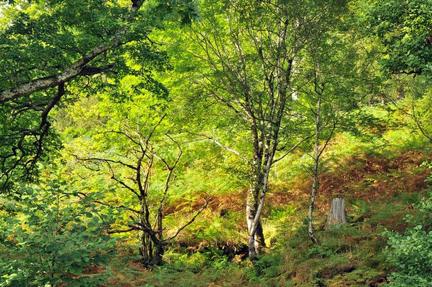 Photo 6"x4" Deciduous woodland near Loch Sunart Ardery c2008