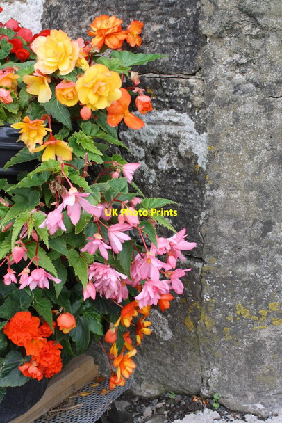Photo 6"x4" Benchmark behind bigonias at Egholme Farm Middleton\/SD6286 c2013