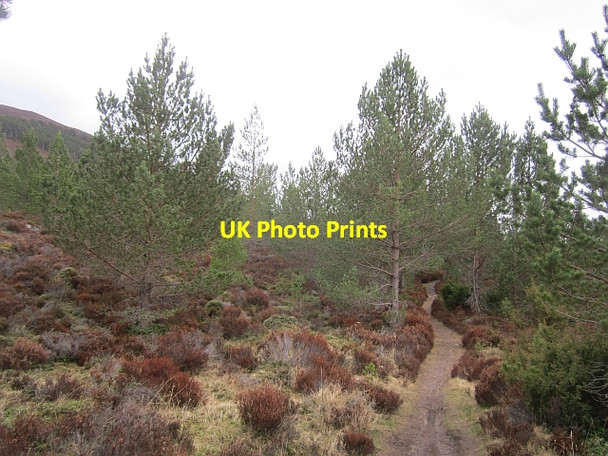 Photo 6"x4" The Bothy Path Feshiebridge c2013