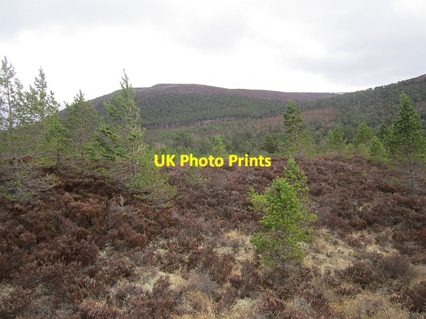 Photo 6"x4" Regenerating Inshriach Feshiebridge c2013