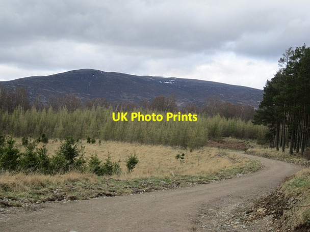 Photo 6"x4" Young larches, Inshriach Forest Feshiebridge c2013