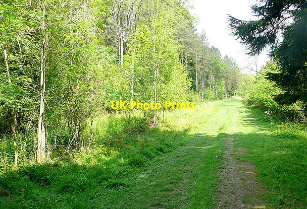 Photo 6"x4" Track in Heath Wood Bockmer End c2013