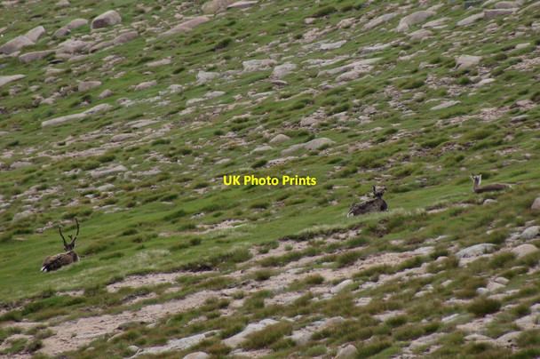 Photo 6"x4" Reindeer on the north slopes of Ben Macdui Allt a' Choire Mh\u00f2ir\/NN9899 c2013