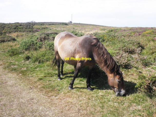 Photo 6"x4" Exmoor Pony, on Countisbury Common Countisbury c2013