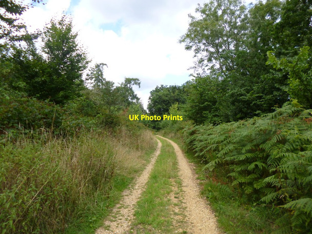 Photo 6"x4" Somerley Park, estate road Ellingham\/SU1408 c2013