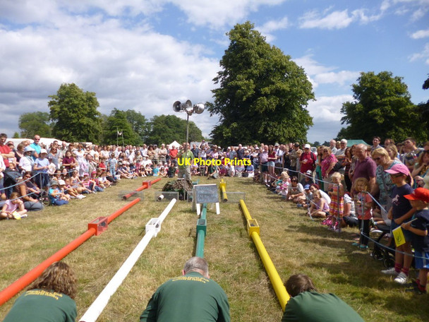 Photo 6"x4" Somerley Park, ferret racing Ellingham\/SU1408 c2013