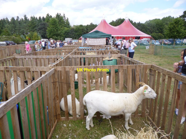 Photo 6"x4" Somerley Park, sheep Ellingham\/SU1408 c2013