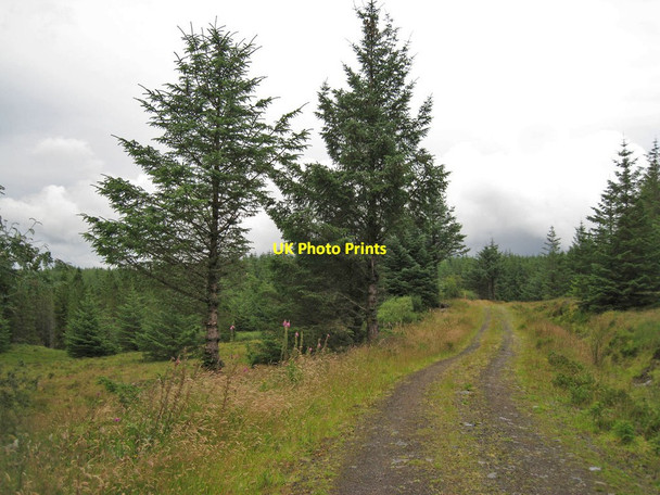 Photo 6"x4" Forest track Eynort c2013