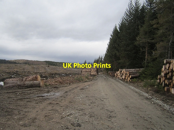 Photo 6"x4" Felled area, Allean Forest Allean Forest c2013