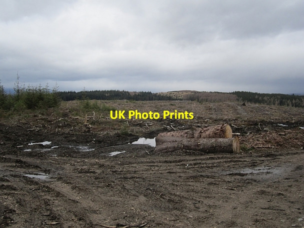 Photo 6"x4" Felled area, Allean Forest Allean Forest c2013 P1