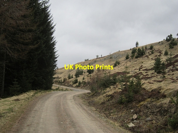 Photo 6"x4" Allean Forest Tressair c2013