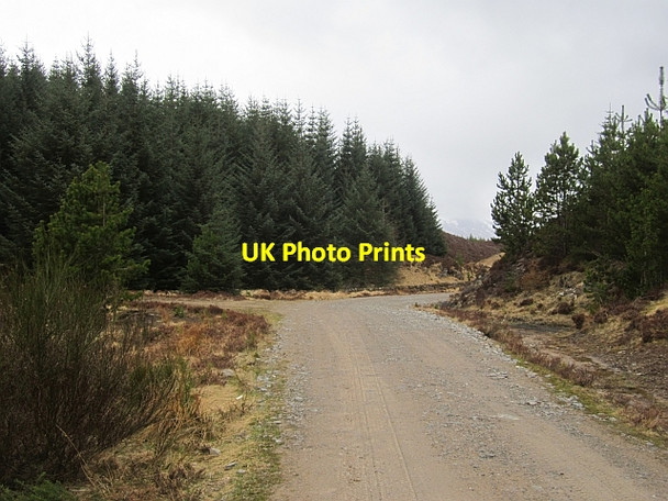Photo 6"x4" Logging road, Allean Forest Tressair c2013